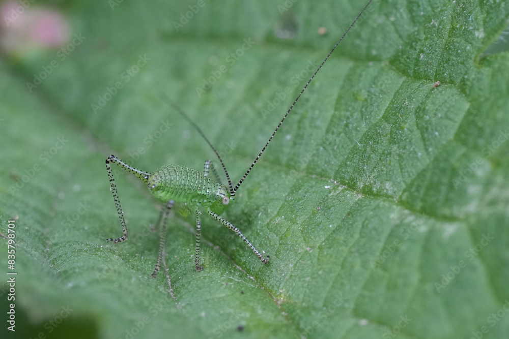 Closeup on a Small European nymph of the speckled bush cricket, Leptophyes punctatissima sitting on a green leaf Closeup on a Small European nymph of the speckled bush cricket, Leptophyes punctatissima sitting on a green leaf