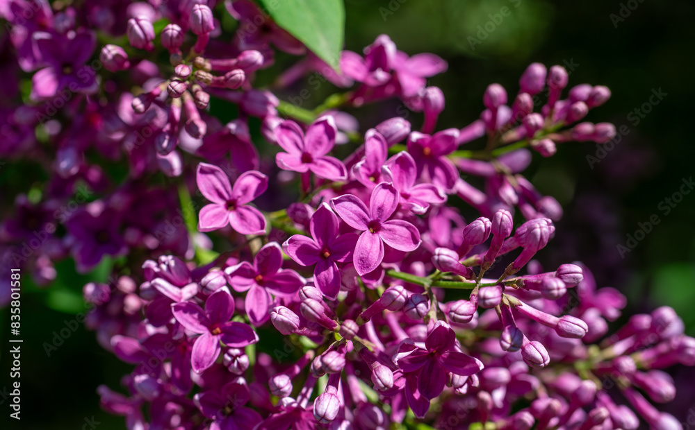 Lilac blossom in the park. Clusters of flowers are pleasing to the eye. Lilac blossom in the park. Clusters of flowers are pleasing to the eye.