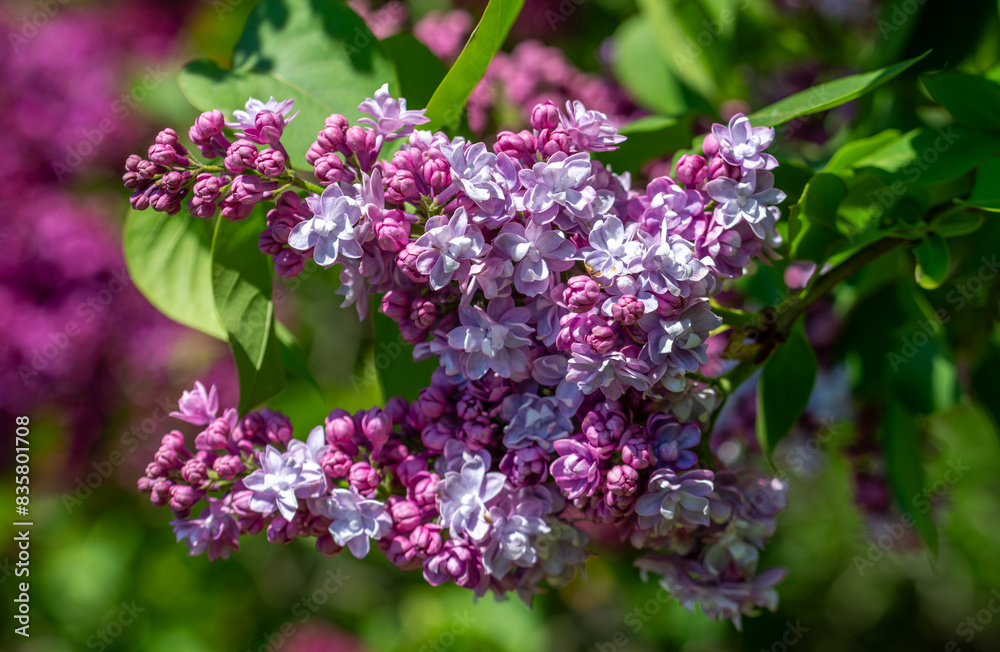 Lilac blossom in the park. Clusters of flowers are pleasing to the eye. Lilac blossom in the park. Clusters of flowers are pleasing to the eye.