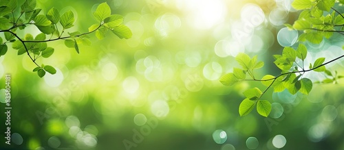 Green bokeh backdrop with fresh leaves and sun flares, ideal for summer or spring settings in a wide screen copy space image.