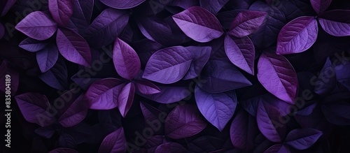 Close-up view of purple leaves creates an abstract leaf texture in the background with copy space image.