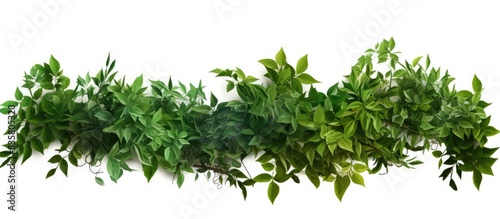 Tropical plant with flowers, foliage, and a tree, displayed alone against a white background providing ample copy space for images.