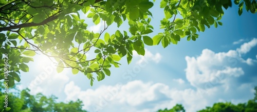 View of lush green tree canopy against clear blue sky, providing copy space image.