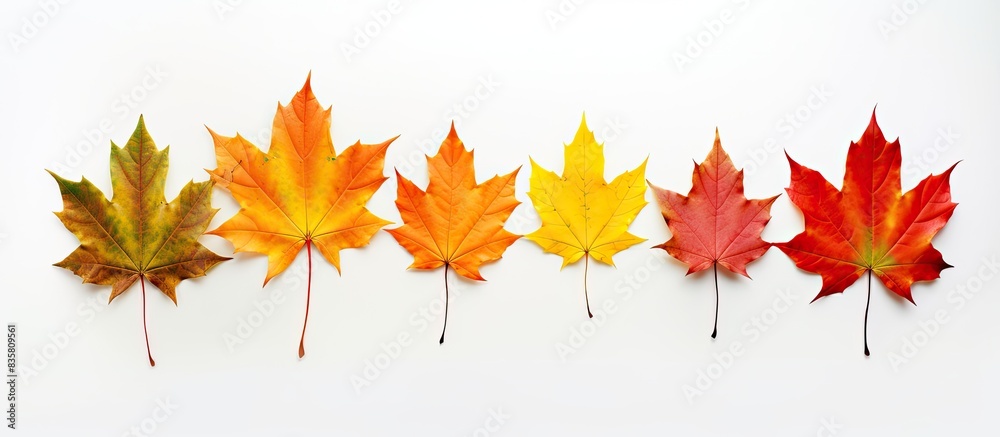 Fototapeta premium Maple leaves arranged on a white background with copy space image.