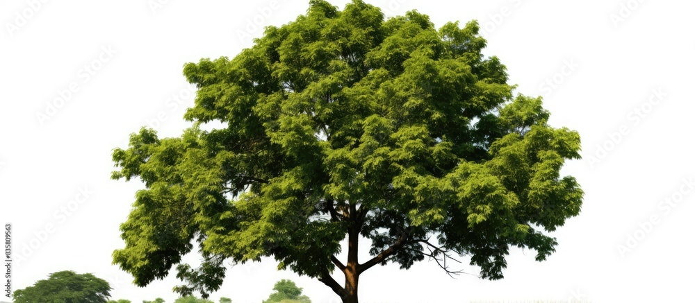 Assortment of gorgeous trees on a white backdrop, ideal for architectural designs, decor projects, and enhancing both print and web-based nature-related content, with a blank space for text Assortment of gorgeous trees on a white backdrop, ideal for architectural designs, decor projects, and enhancing both print and web-based nature-related content, with a blank space for text