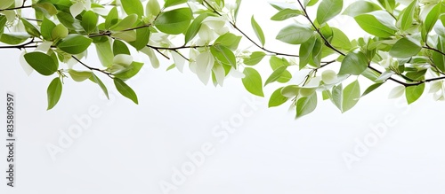 Tree branch in green color with a white background and ample copy space image.