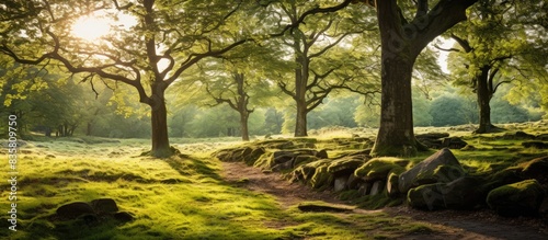 Old oak trees in a forest with a panoramic view in the early morning  perfect for your design with copy space image.
