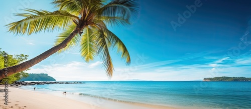 Coconut palm trees lining a sandy beach create a tropical paradise with a beautiful landscape  perfect for a copy space image.