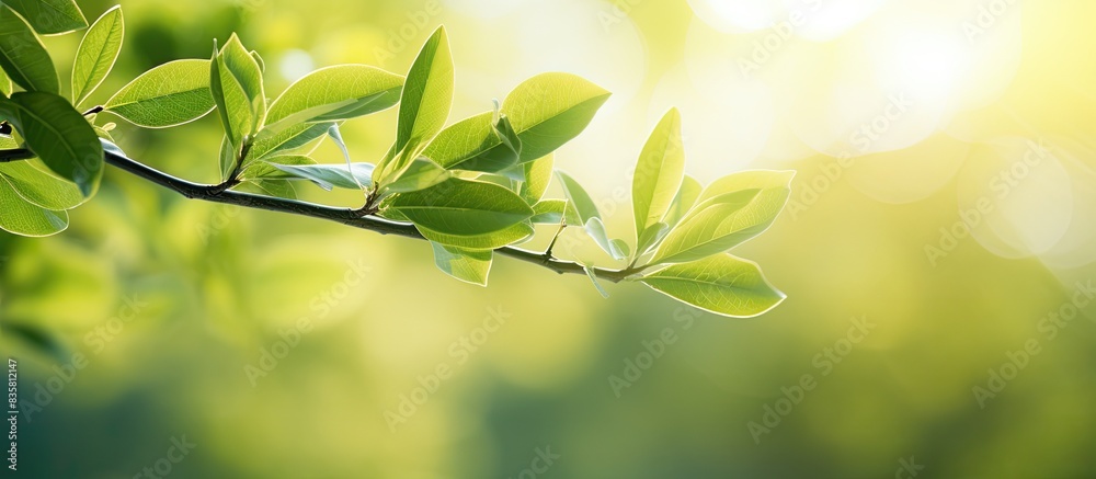 Obraz premium Summer garden scene showcasing lush green leaves under the sunlight, ideal as a spring background or greenery wallpaper with copy space image.