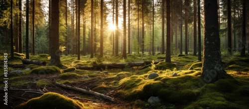 Fototapeta Naklejka Na Ścianę i Meble -  Scenic view inside a Swedish forest with sunlight filtering through the lush green trees; ideal as a copy space image of Scandinavian summer nature.