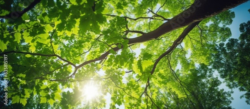 No individuals on a sunny summer day in a forest with tall forest trees showing a lush green canopy  in a low-angle copy space image.