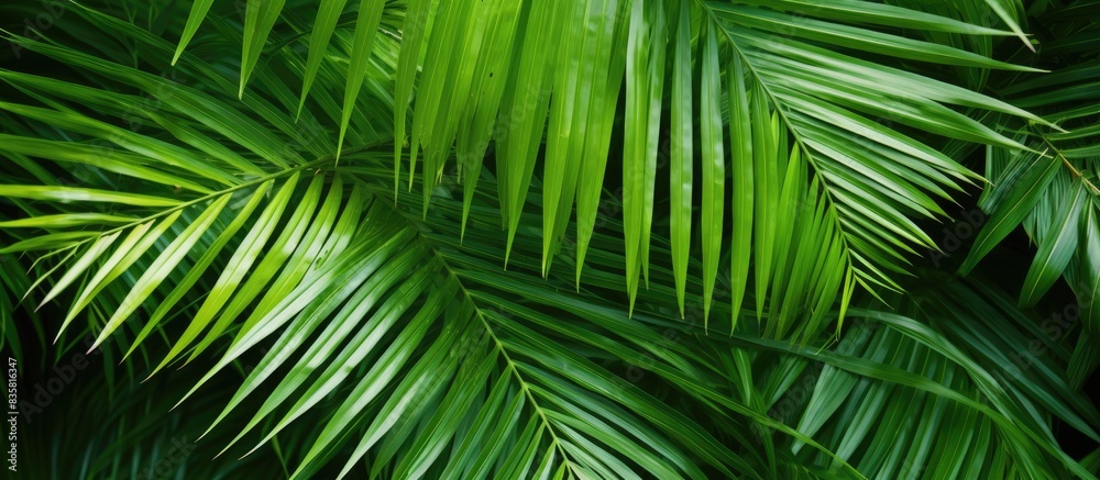 Fototapeta premium Tropical plant bush with green leaves arranged indoors as a floral backdrop on a white background, providing a copy space image.