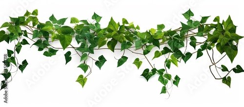 Wild three-leaved vine plant  cayratia  intertwining with a pepper plant in a lush jungle border isolated on white background with copy space image.