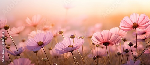 Soft focus Cosmos flower garden providing a lovely background for a copy space image © Ilgun
