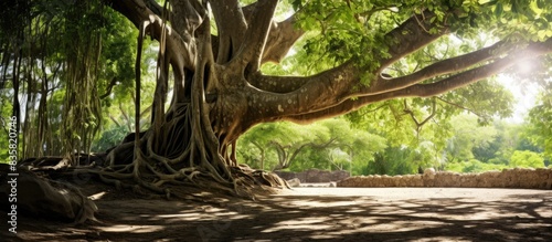 Large Bodhi Tree with long roots isolated on a white background, creating a striking copy space image. photo