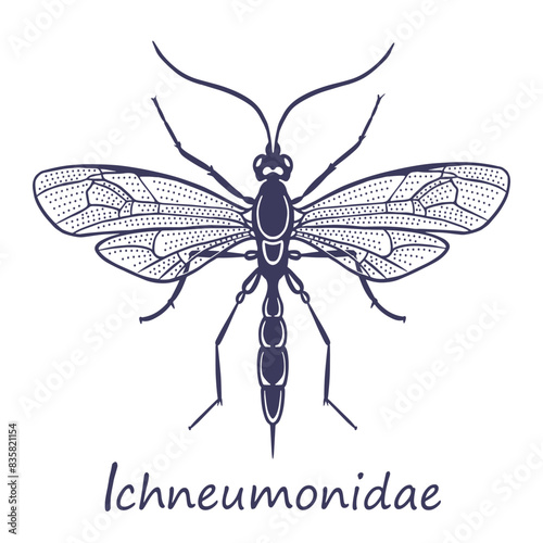 Ichneumonidae vector sketch photo