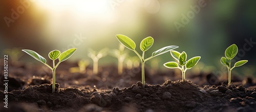 Seedlings thrive in nutrient-rich soil under the gentle morning sunlight, showcasing an ecological balance theme with a copy space image.