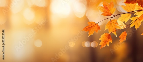 Scenic autumn view with yellow and green trees under a sunny sky. Colorful foliage in the park creates a picturesque natural backdrop for a copy space image.