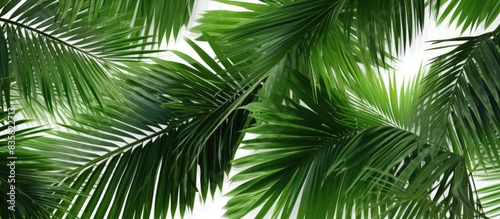Abstract green nature background with tropical coconut leaves isolated on a white background  ideal for a copy space image.