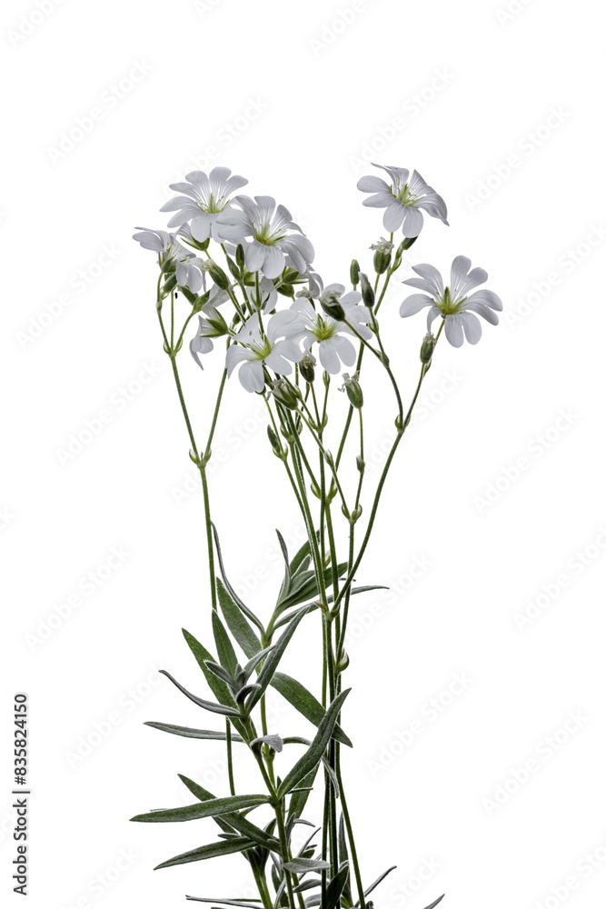 Naklejka premium flower