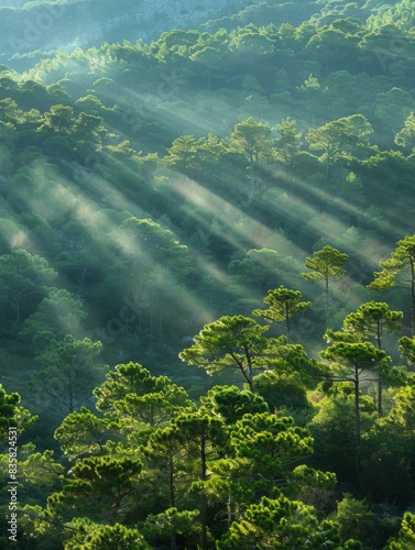 A lush green pine forest from above with rays of sunlight shining through the trees. AI.