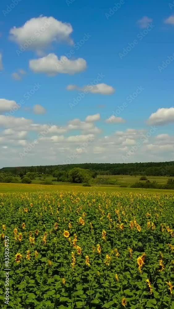 Field Of Sunflowers. Summer landscape with a field of sunflowers Vertical video Field Of Sunflowers. Summer landscape with a field of sunflowers Vertical video