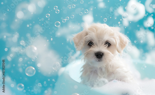 An adorable white puppy sits in a bath filled with bubbles. The background is a dreamy blue, and the puppy looks curiously at the camera, surrounded by floating bubbles, creating a cute and whimsical. © Curioso.Photography