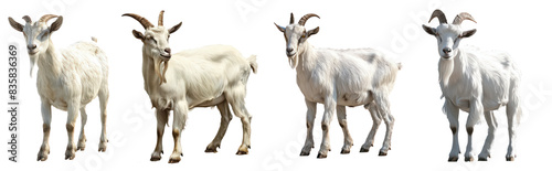 Set of White Goat with Horns and Beard Standing, Isolated on Transparent Background