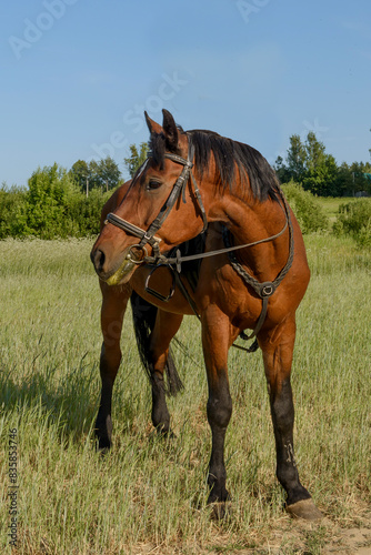 A bay horse wearing a harness on a green field. The stallion is brown in nature.