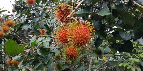 Fresh rambutan
