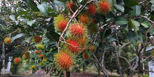 Fresh rambutan