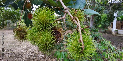 Fresh rambutan fruit that is still green