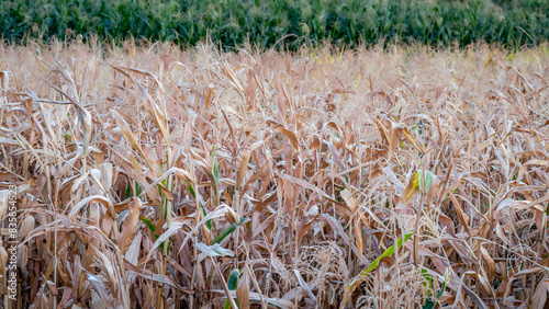 rice field