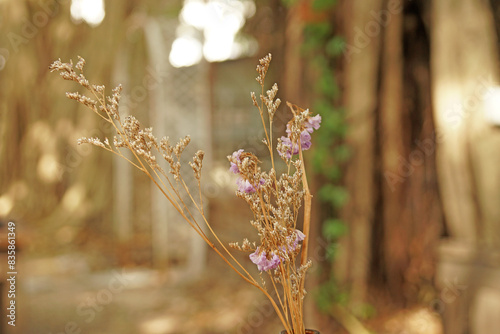 Closeup Dry  Grass Flowers in the bottle with Bokeh background - vintage Patterns with Copy space 