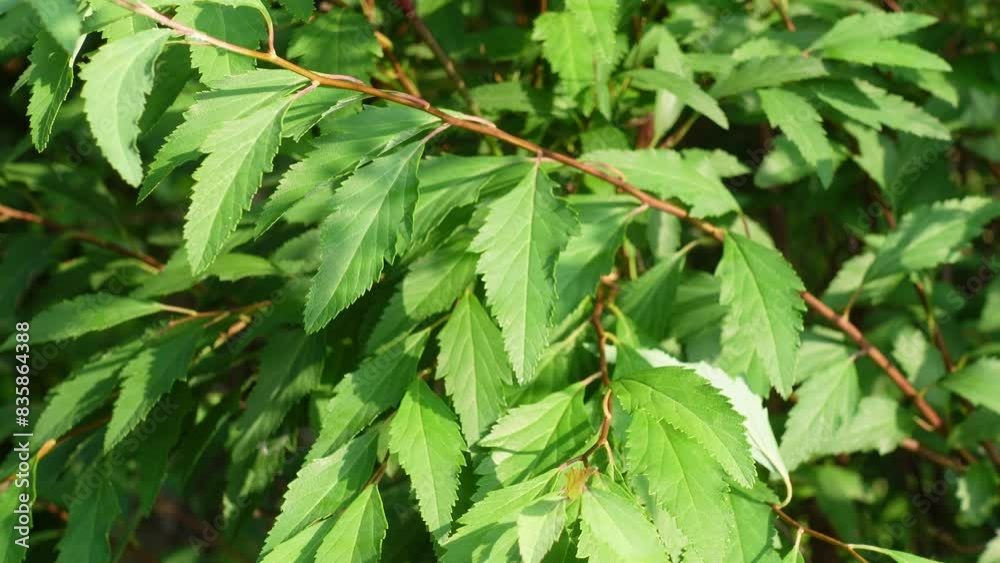 風に吹かれる植物　木漏れ日
