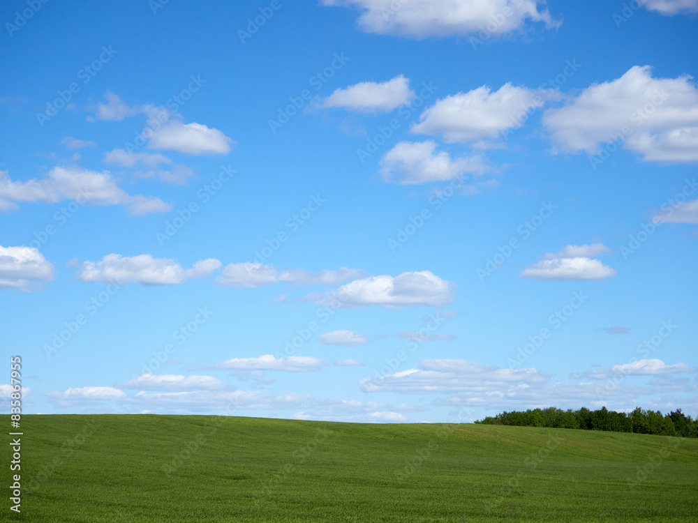 Horizon. Green field, blue sky and white clouds. Horizon. Green field, blue sky and white clouds.