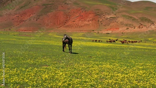 An agricultural landscape with a horse grazing on a green plateau and a herd of cows in the background. The picturesque nature of Kyrgyzstan. Weekend trekking. The concept of adventure and travel.