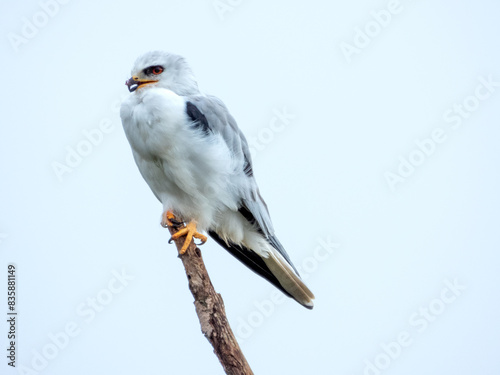 Elanus leucurus - White-tailed Kite