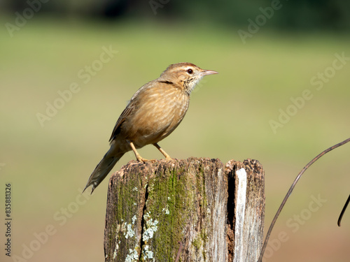 Firewood-gatherer (Anumbius annumbi) perched on a fence post