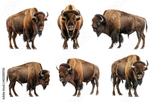 Collection of Bison full body isolate on transparency background PNG