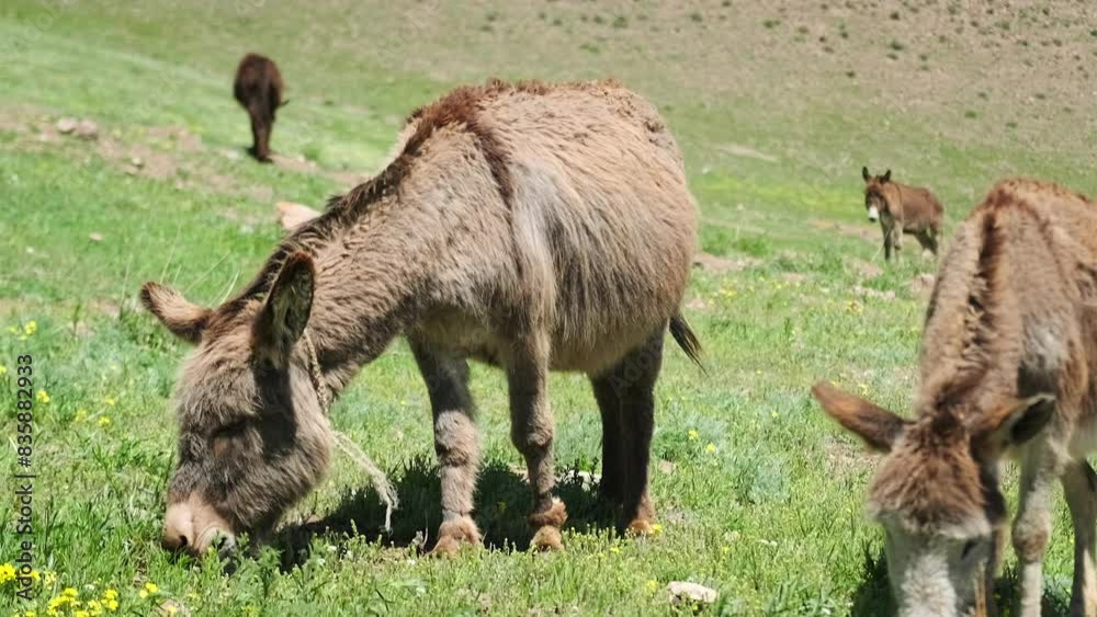 Close-up of two donkeys eating green grass in the mountains of Kyrgyzstan. The concept of cattle breeding. Wild animals graze in a green meadow. Serenity and tranquility. Close-up of two donkeys eating green grass in the mountains of Kyrgyzstan. The concept of cattle breeding. Wild animals graze in a green meadow. Serenity and tranquility.