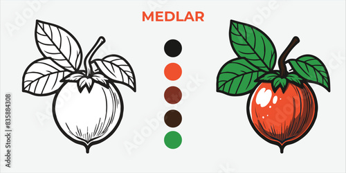 Black and White Vector Illustration of a medlar for Coloring Book with color sample. 
