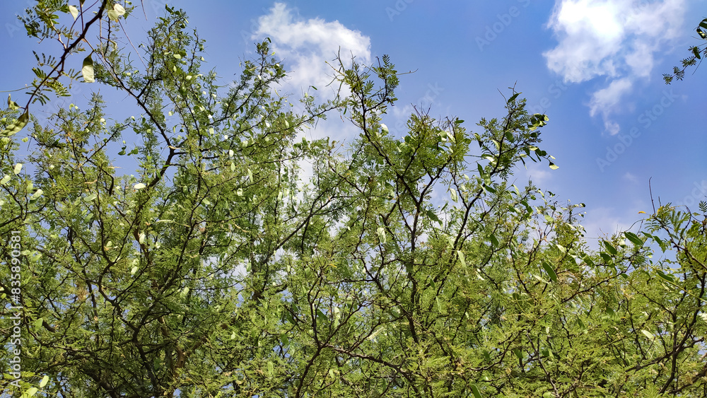 Fototapeta premium Senegalia Senegal tree branches and pods, Kumatiya tree branches with blue sky
