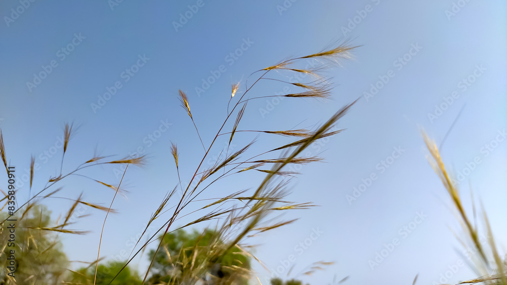 Soft flowers of wild grass with blue sky Soft flowers of wild grass with blue sky