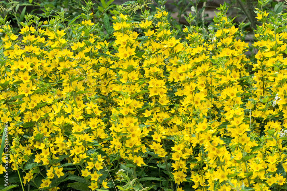 Obraz premium Punktierter Gilbweiderich (Lysimachia punctata) 