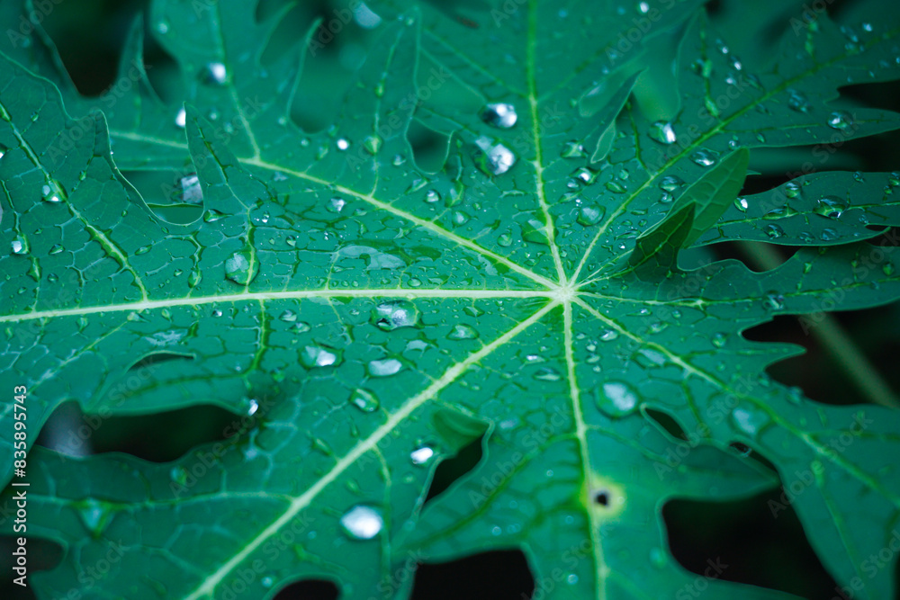Fototapeta premium Close up green Papaya leaf with the water drop