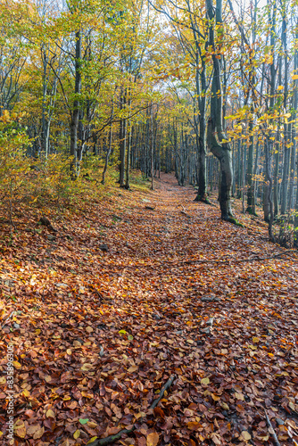 Colorful autumn forest with trail covered by fallen leaves in Beskid Maly in Poland photo