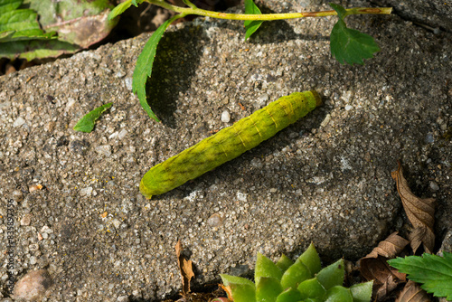 Raupe der Achateule, oder auch Mangoldeule (Phlogophora meticulosa) genannt	 photo