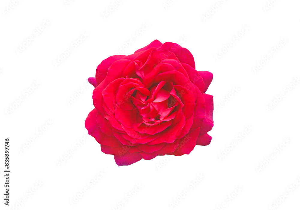 Bright pink rose close up view isolated Bright pink rose close up view isolated