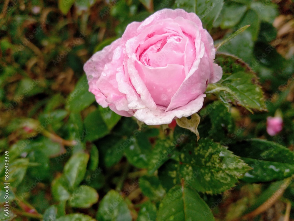 Delicate pink rose flower i the garden Delicate pink rose flower i the garden